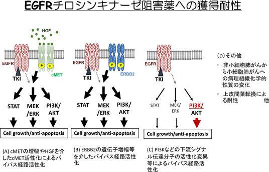 Journal of Japanese Biochemical Society 91(1): 114-119 (2019)