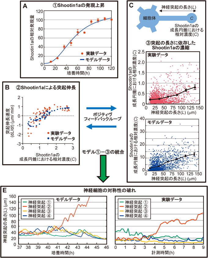 Journal of Japanese Biochemical Society 91(2): 159-168 (2019)