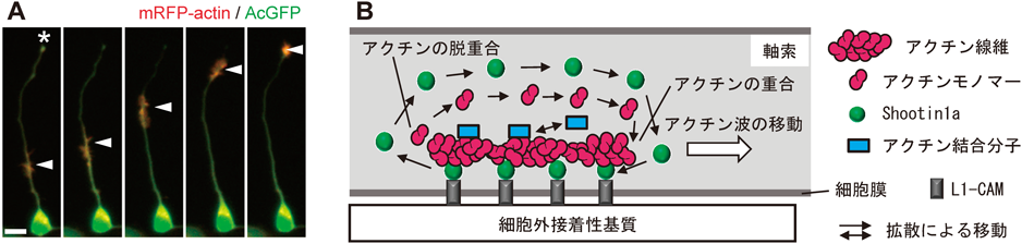 Journal of Japanese Biochemical Society 91(2): 159-168 (2019)