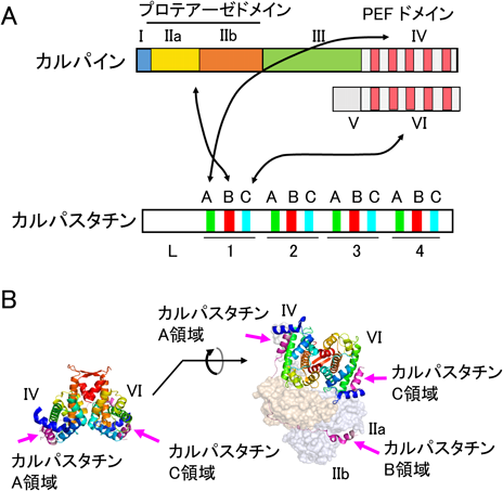 Journal of Japanese Biochemical Society 91(2): 191-209 (2019)