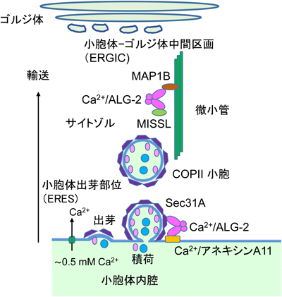 Journal of Japanese Biochemical Society 91(2): 191-209 (2019)