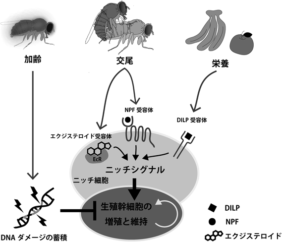 Journal of Japanese Biochemical Society 91(2): 246-249 (2019)