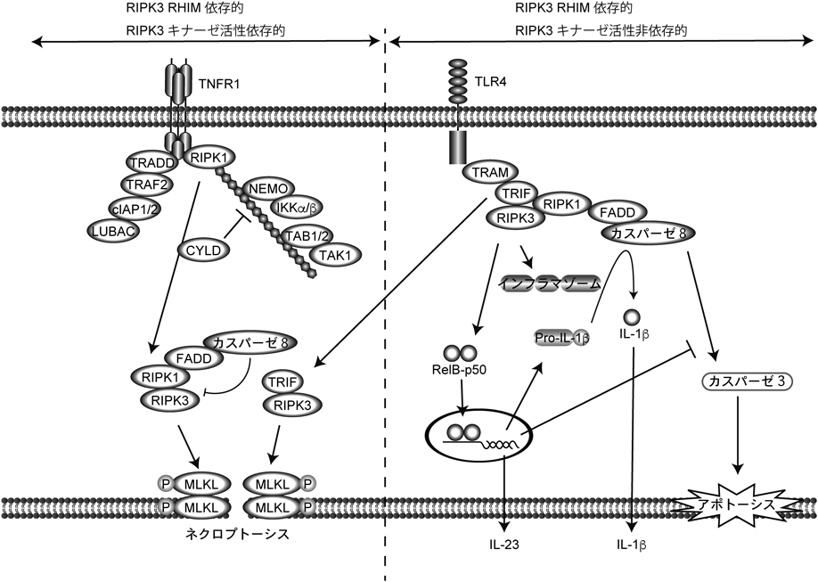 Journal of Japanese Biochemical Society 91(2): 265-267 (2019)
