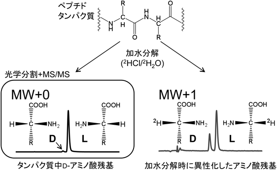 Journal of Japanese Biochemical Society 91(3): 301-308 (2019)