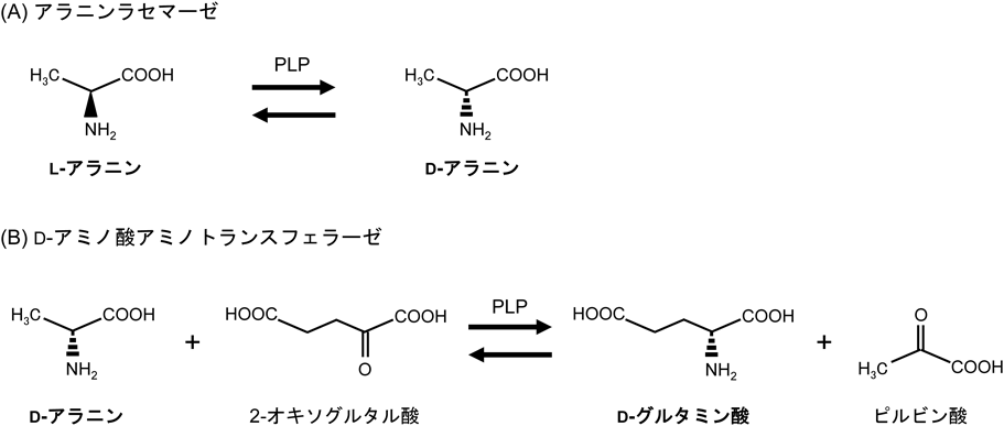 Journal of Japanese Biochemical Society 91(3): 309-315 (2019)