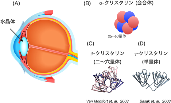 Journal of Japanese Biochemical Society 91(3): 322-328 (2019)