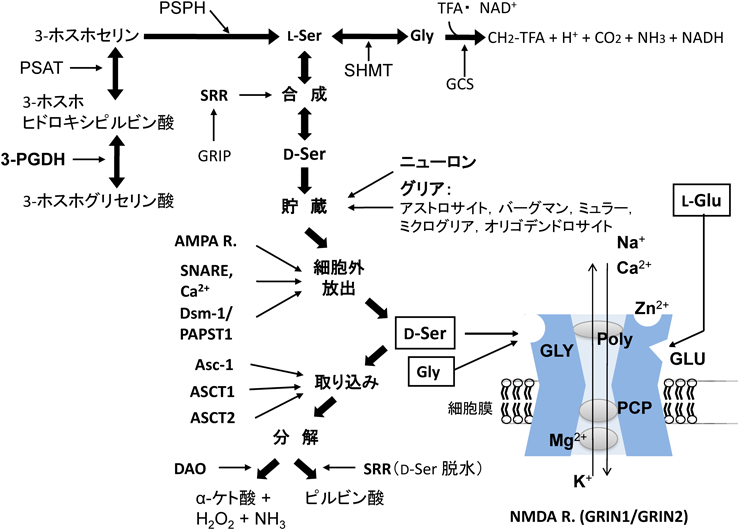 Journal of Japanese Biochemical Society 91(3): 338-348 (2019)