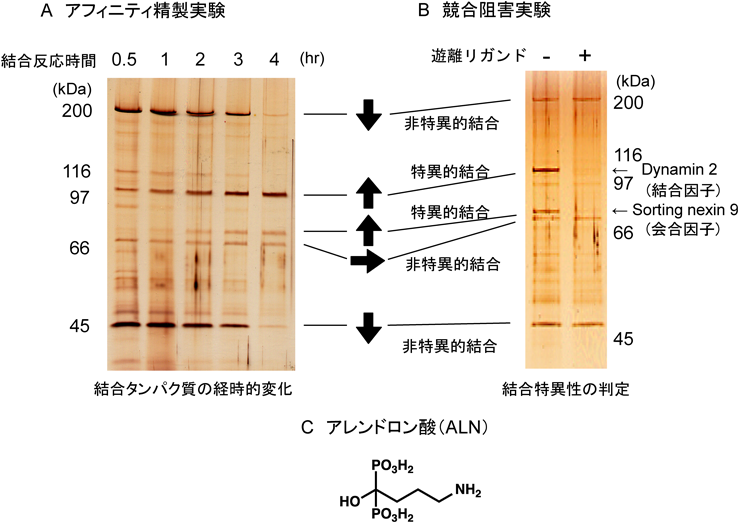 Journal of Japanese Biochemical Society 91(3): 355-368 (2019)