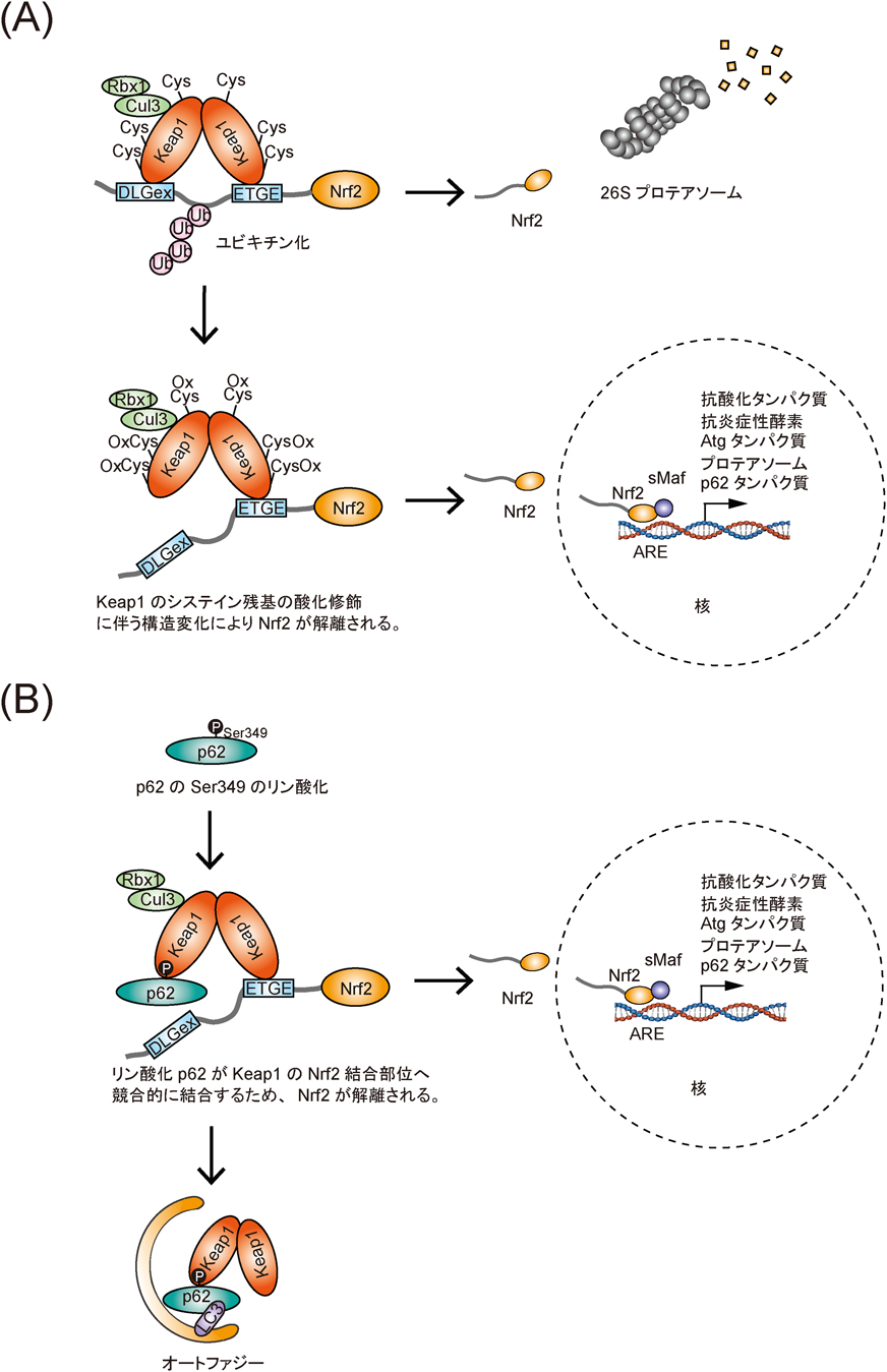 Journal of Japanese Biochemical Society 91(3): 380-387 (2019)