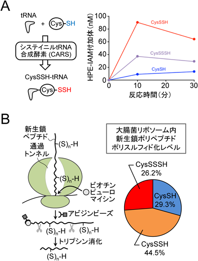 Journal of Japanese Biochemical Society 91(3): 388-398 (2019)