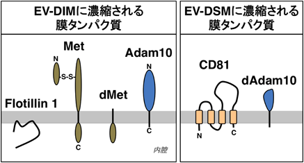 Journal of Japanese Biochemical Society 91(3): 409-412 (2019)
