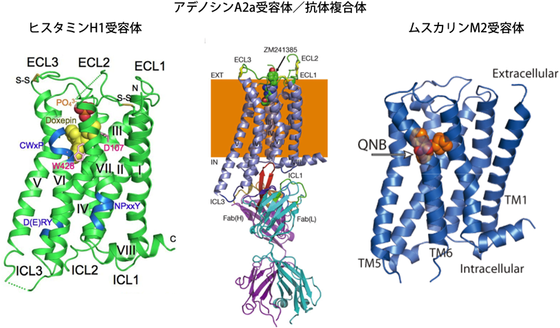 Journal of Japanese Biochemical Society 91(4): 451-460 (2019)