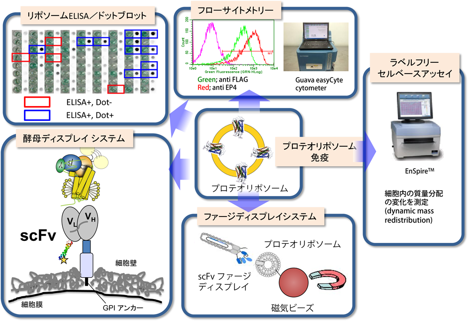 Journal of Japanese Biochemical Society 91(4): 451-460 (2019)