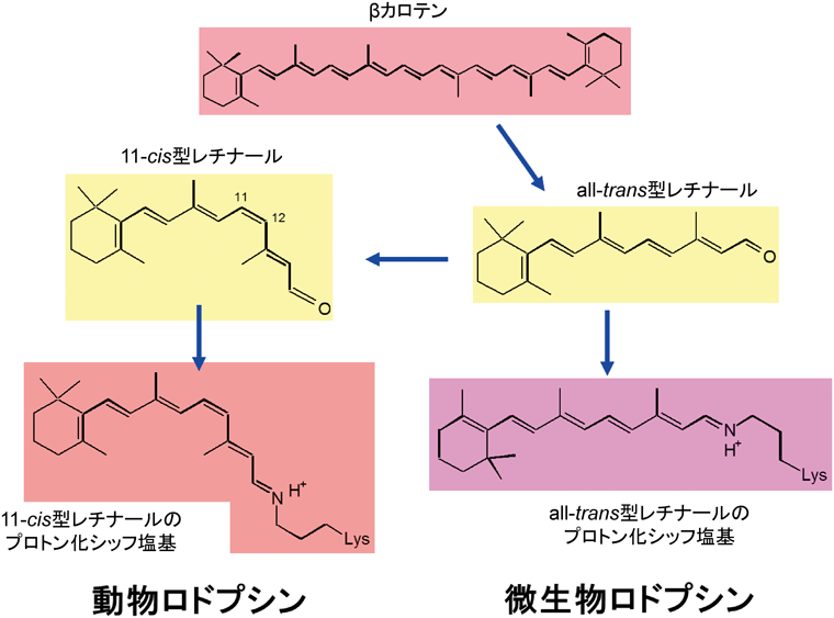 Journal of Japanese Biochemical Society 91(4): 472-481 (2019)