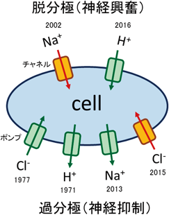 Journal of Japanese Biochemical Society 91(4): 472-481 (2019)