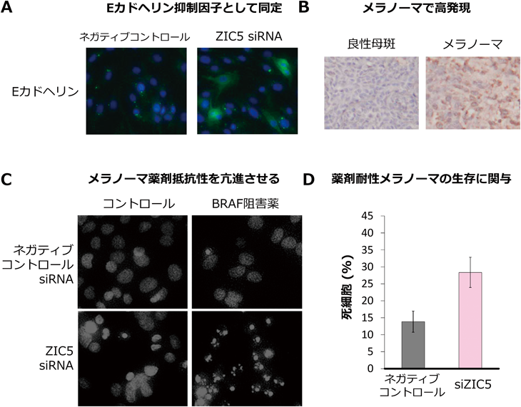 Journal of Japanese Biochemical Society 91(4): 482-491 (2019)