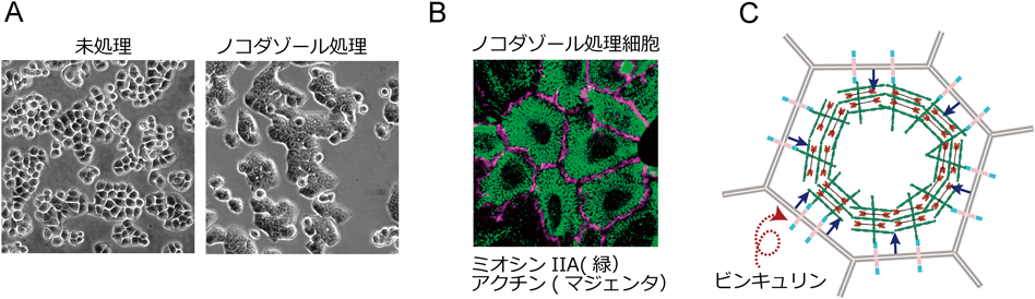 Journal of Japanese Biochemical Society 91(4): 500-513 (2019)