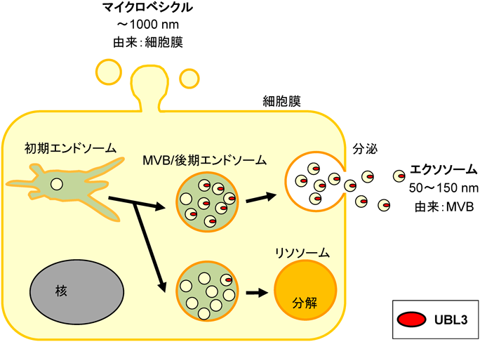 胞子様細胞