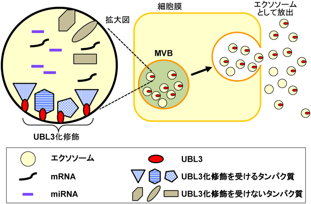 Journal of Japanese Biochemical Society 91(4): 514-518 (2019)