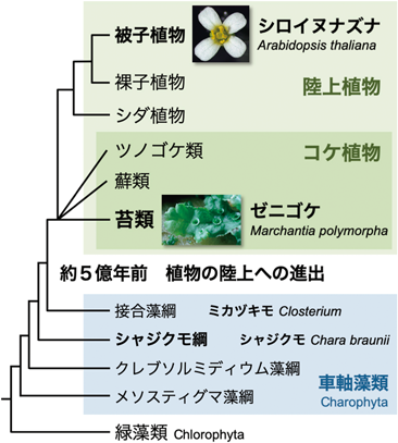 Journal of Japanese Biochemical Society 91(4): 534-539 (2019)