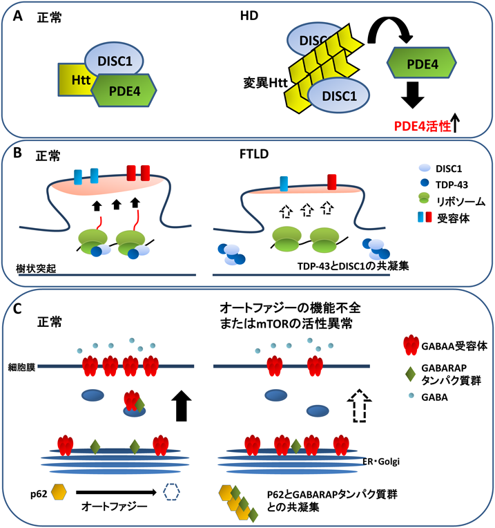 Journal of Japanese Biochemical Society 91(4): 551-554 (2019)