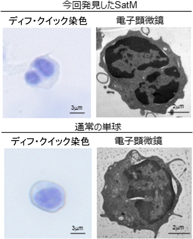 Journal of Japanese Biochemical Society 91(4): 561-564 (2019)