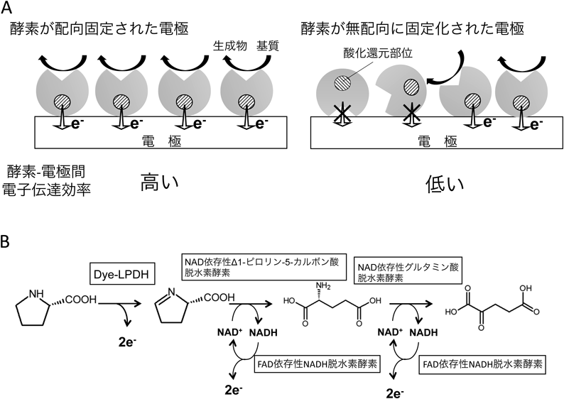 Journal of Japanese Biochemical Society 91(4): 572-576 (2019)