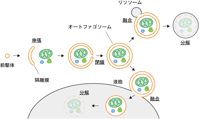 Journal of Japanese Biochemical Society 91(5): 602-610 (2019)