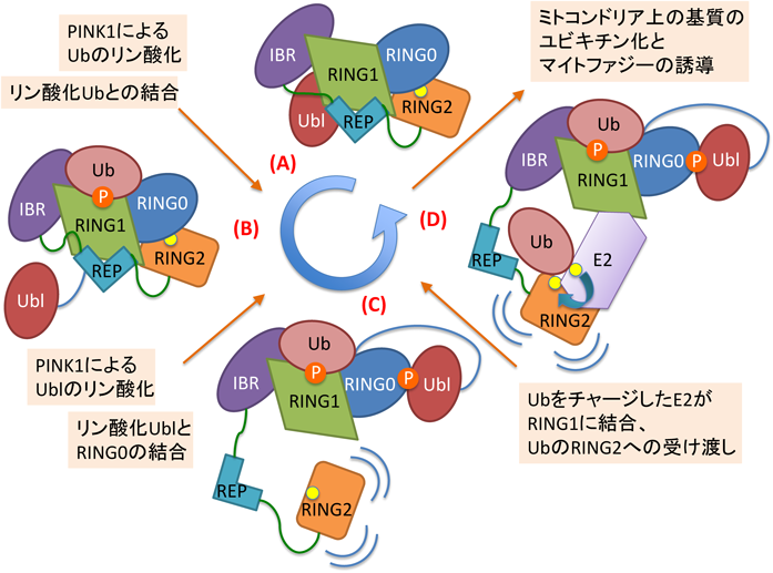 Journal of Japanese Biochemical Society 91(5): 626-633 (2019)