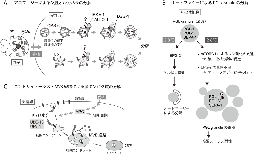 Journal of Japanese Biochemical Society 91(5): 643-651 (2019)