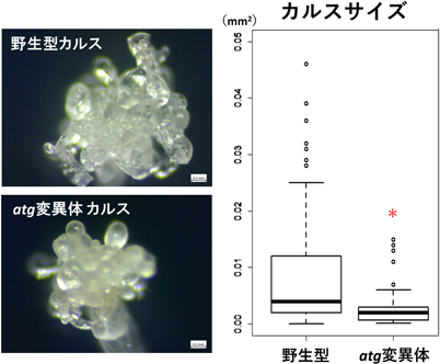 Journal of Japanese Biochemical Society 91(5): 652-658 (2019)