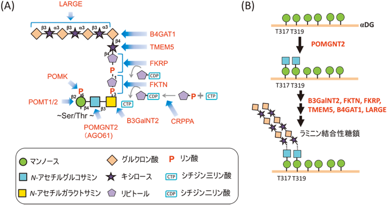 生化学 SEIKAGAKUJournal of Japanese Biochemical Society