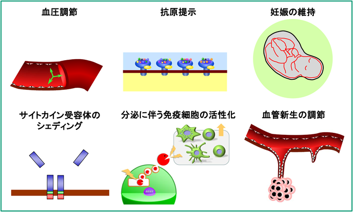 Journal of Japanese Biochemical Society 91(5): 666-680 (2019)