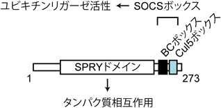 Journal of Japanese Biochemical Society 91(5): 681-685 (2019)