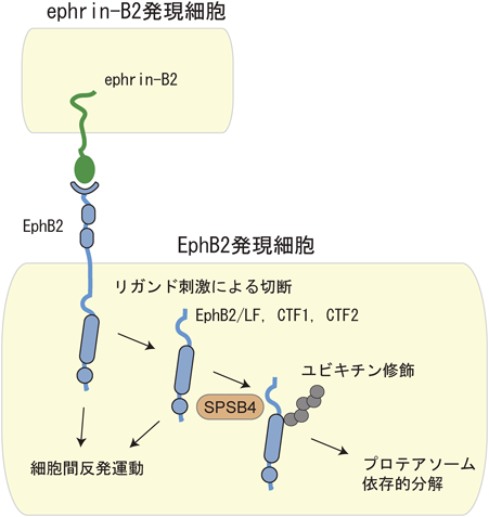 Journal of Japanese Biochemical Society 91(5): 681-685 (2019)