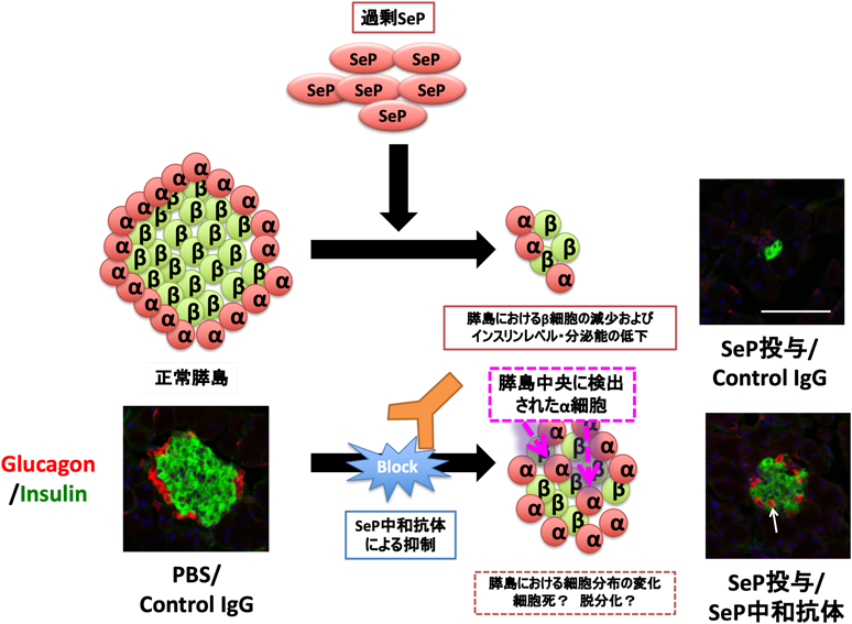 Journal of Japanese Biochemical Society 91(5): 686-691 (2019)