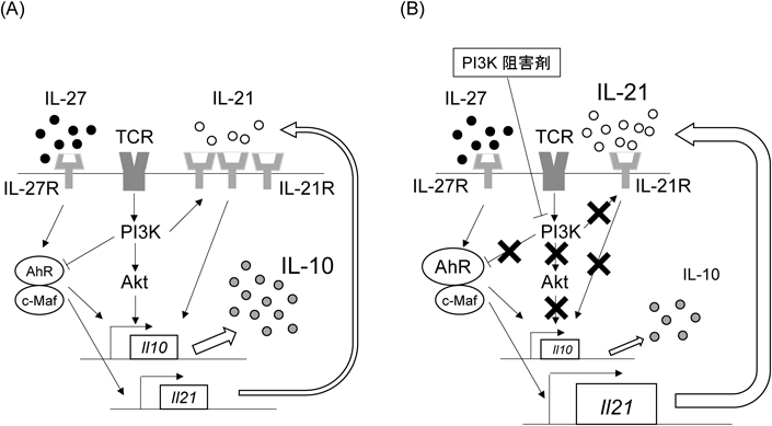 免疫応答を制御するヘルパーT細胞の分化とPI3K経路