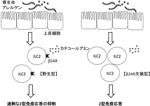 Journal of Japanese Biochemical Society 91(5): 711-714 (2019)
