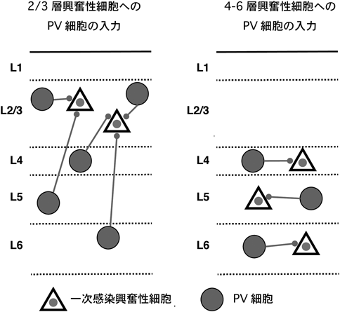Journal of Japanese Biochemical Society 92(2): 221-225 (2020)