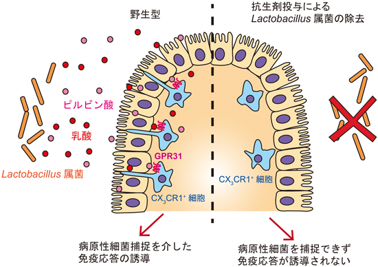 Journal of Japanese Biochemical Society 92(2): 231-235 (2020)