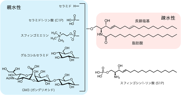Journal of Japanese Biochemical Society 92(2): 272-277 (2020)