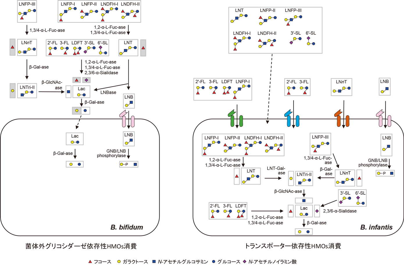 Journal of Japanese Biochemical Society 92(3): 307-322 (2020)