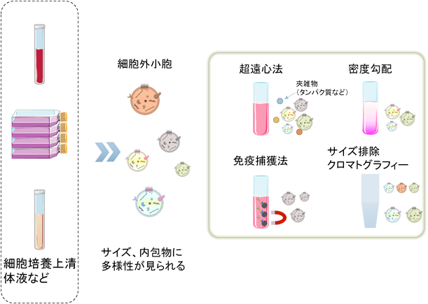 Journal of Japanese Biochemical Society 92(3): 336-342 (2020)