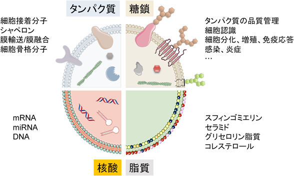 Journal of Japanese Biochemical Society 92(3): 336-342 (2020)