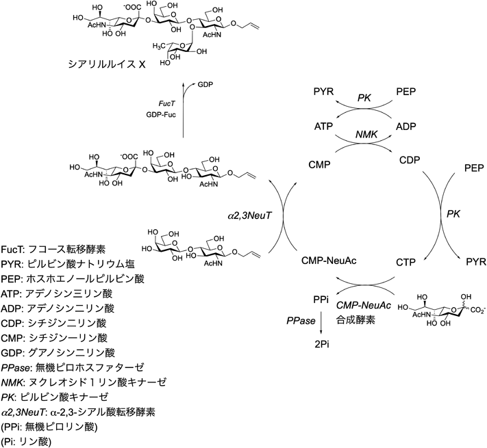 Journal of Japanese Biochemical Society 92(3): 378-388 (2020)