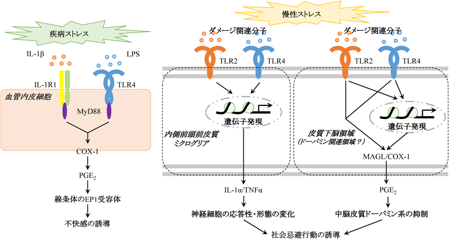 Journal of Japanese Biochemical Society 92(3): 458-461 (2020)