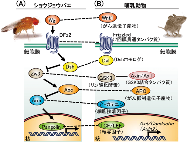 Journal of Japanese Biochemical Society 92(4): 498-516 (2020)