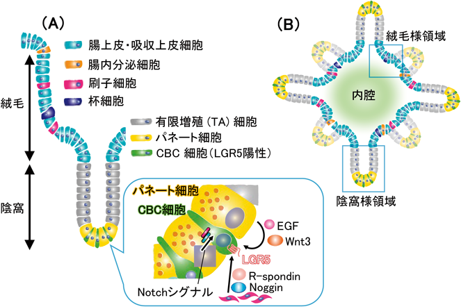 Journal of Japanese Biochemical Society 92(4): 498-516 (2020)
