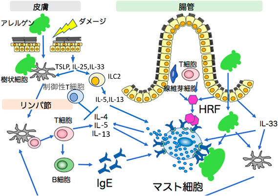 Journal of Japanese Biochemical Society 92(4): 517-526 (2020)