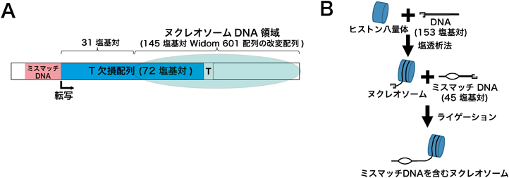Journal of Japanese Biochemical Society 92(4): 527-535 (2020)